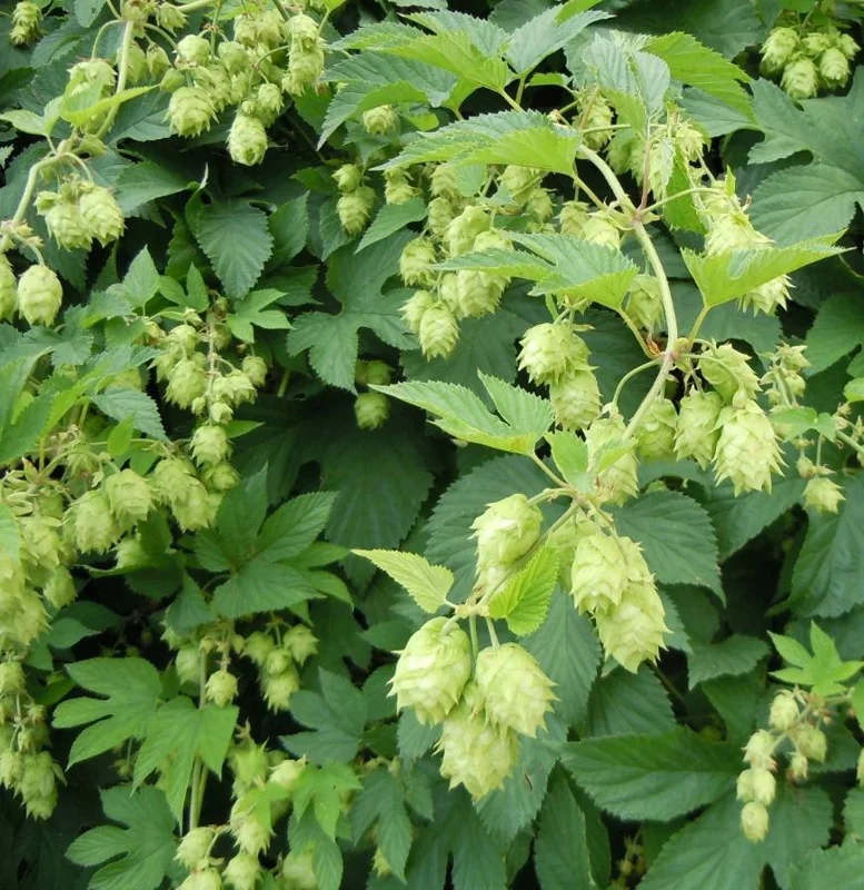 Humulus Lupulus Hops Rhizomes for Planting - 10 Count Perennial Vines - Image 3