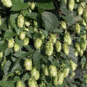 Humulus Lupulus Hops Rhizomes for Planting - 10 Count Perennial Vines - Image 4