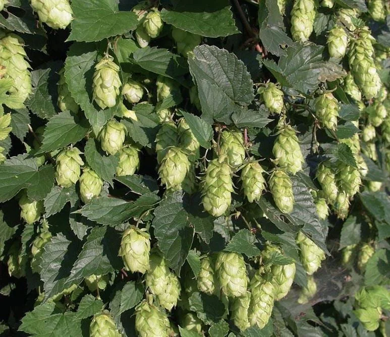 Humulus Lupulus Hops Rhizomes for Planting - 10 Count Perennial Vines - Image 4