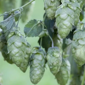 Humulus Lupulus Hops Rhizomes for Planting - 10 Count Perennial Vines - Image 1