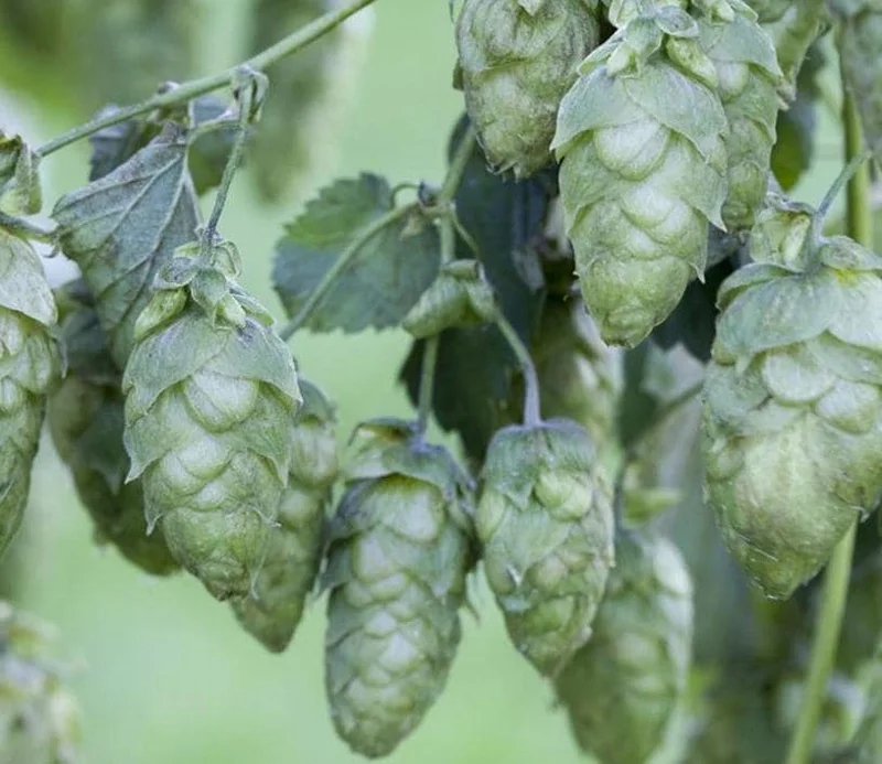 Humulus Lupulus Hops Rhizomes for Planting - 10 Count Perennial Vines - Image 1