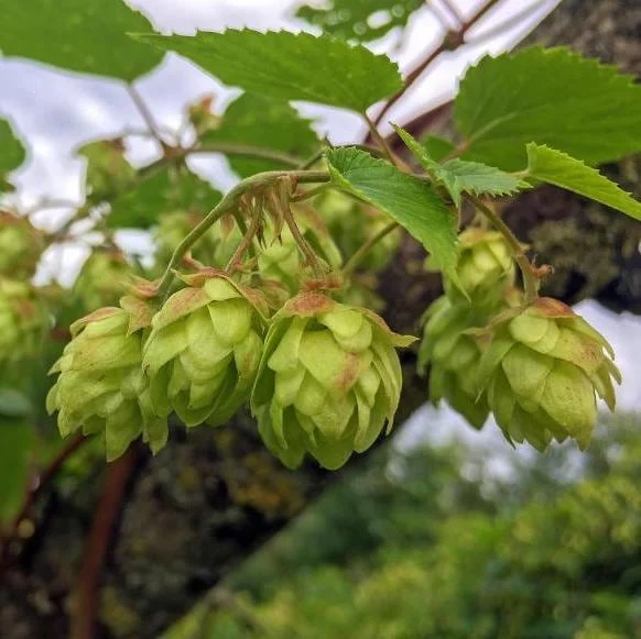 Humulus Lupulus Hops Rhizomes for Planting - 10 Count Perennial Vines - Image 5