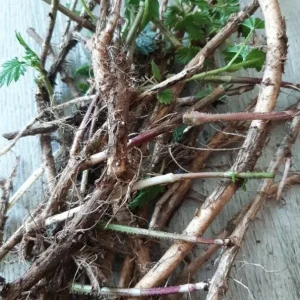 Humulus Lupulus Hops Rhizomes for Planting - 10 Count Perennial Vines - Image 6