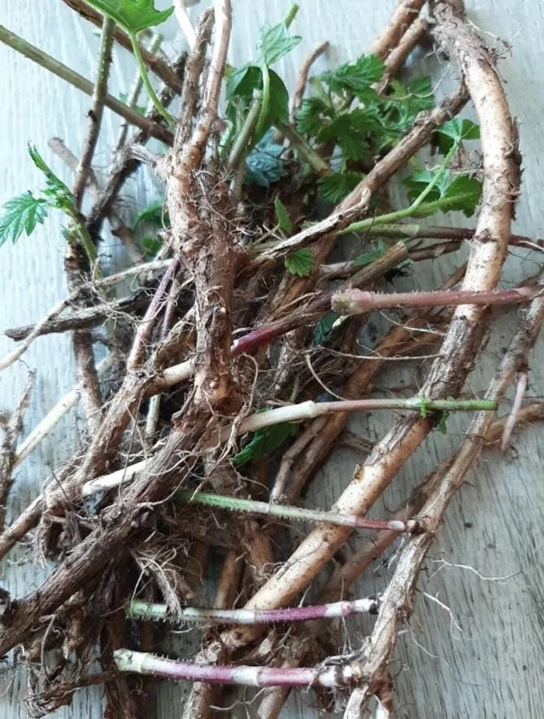 Humulus Lupulus Hops Rhizomes for Planting - 10 Count Perennial Vines - Image 6