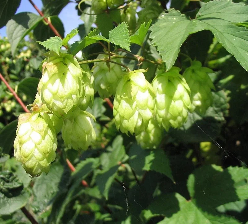 Humulus Lupulus Hops Rhizomes for Planting - 10 Count Perennial Vines - Image 7