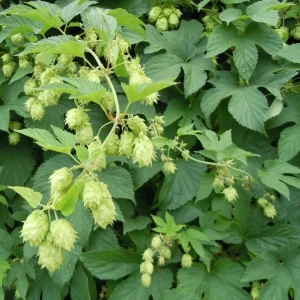Humulus Lupulus Hops Rhizomes for Planting - 10 Count Perennial Vines - Image 8