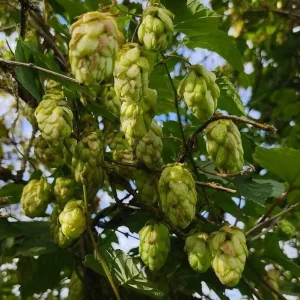 Humulus Lupulus Hops Rhizomes for Planting - 10 Count Perennial Vines - Image 9