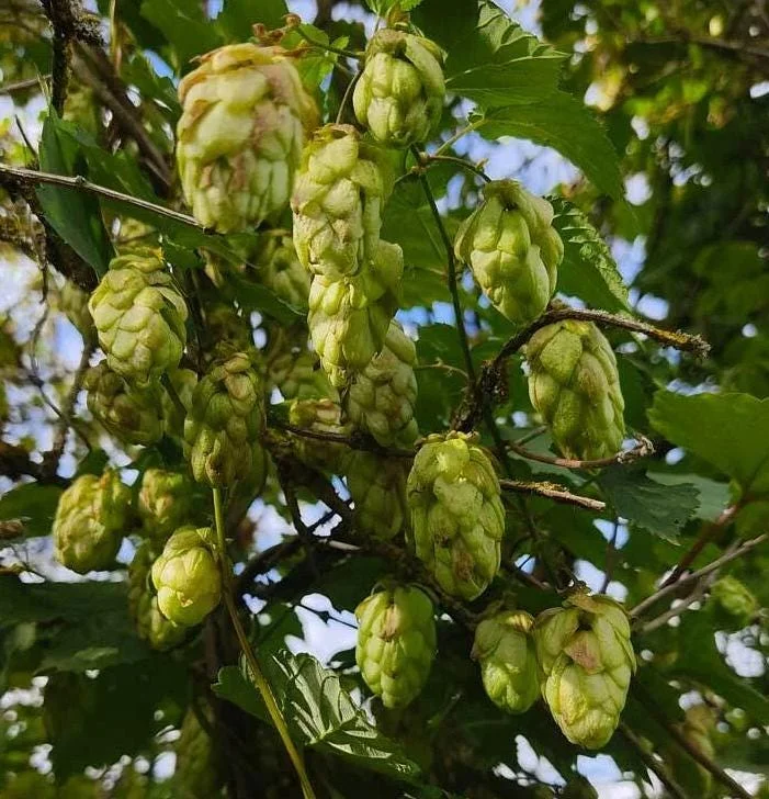 Humulus Lupulus Hops Rhizomes for Planting - 10 Count Perennial Vines - Image 9