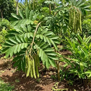 Ice Cream Bean Live Plant – 8-12 Inch Tree – Half Gallon Pot – Outdoor Fruit Tree - Image 3