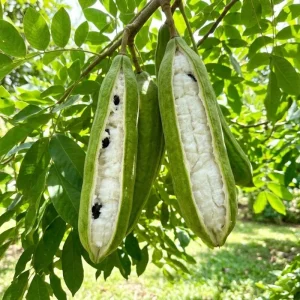 Ice Cream Bean Plant - Live Tree, Half Gallon Pot, 8-12 Inches Tall, Indoor/Outdoor - Image 2
