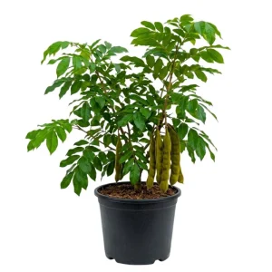 Ice Cream Bean Plant - Live Tree, Half Gallon Pot, 8-12 Inches Tall, Indoor/Outdoor - Image 1