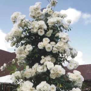 Iceberg Bush Rose Plant Live – White Floribunda for Outdoor Garden 4-7 Inch Tall - Image 2