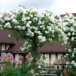 Iceberg Bush Rose Plant Live – White Floribunda for Outdoor Garden 4-7 Inch Tall - Image 3