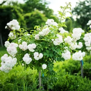 Iceberg Bush Rose Plant Live – White Floribunda for Outdoor Garden 4-7 Inch Tall - Image 5