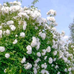 Iceberg Bush Rose Plant Live – White Floribunda for Outdoor Garden 4-7 Inch Tall - Image 6