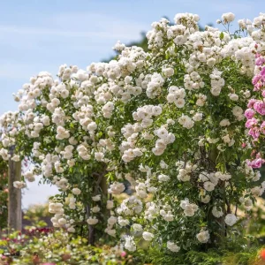 Iceberg Bush Rose Plant Live – White Floribunda for Outdoor Garden 4-7 Inch Tall - Image 1