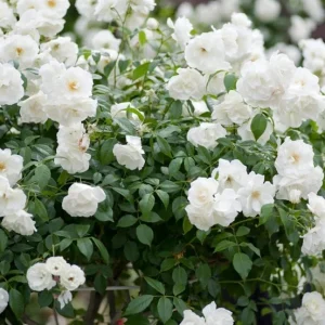 Iceberg Bush Rose Plant Live – White Floribunda for Outdoor Garden 4-7 Inch Tall - Image 7