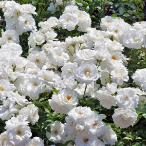 Iceberg Bush Rose Plant Live – White Floribunda for Outdoor Garden 4-7 Inch Tall - Image 8