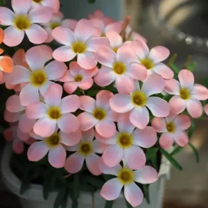 Icing Oxalis Live Plant – Ornamental Flowering White Blooms – 4 Inch Pot - Image 2