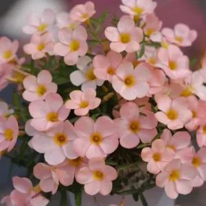 Icing Oxalis Live Plant – Ornamental Flowering White Blooms – 4 Inch Pot - Image 3