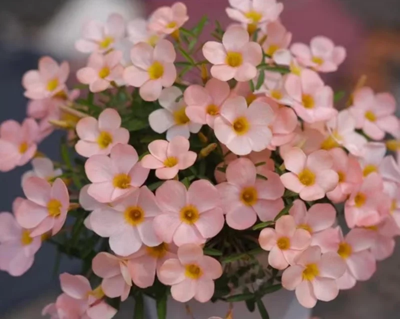 Icing Oxalis Live Plant – Ornamental Flowering White Blooms – 4 Inch Pot - Image 3