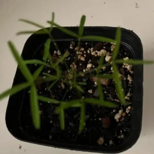 Icing Oxalis Live Plant – Ornamental Flowering White Blooms – 4 Inch Pot - Image 4