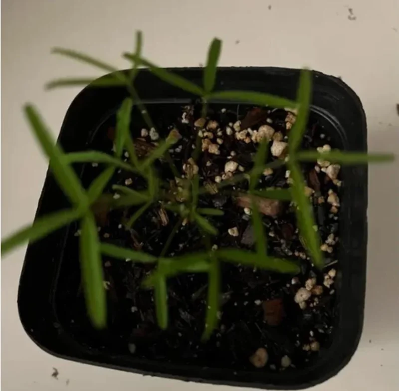 Icing Oxalis Live Plant – Ornamental Flowering White Blooms – 4 Inch Pot - Image 4