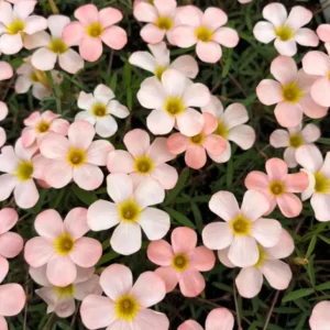 Icing Oxalis Live Plant – Ornamental Flowering White Blooms – 4 Inch Pot - Image 5