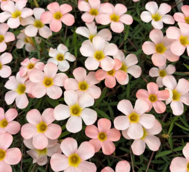 Icing Oxalis Live Plant – Ornamental Flowering White Blooms – 4 Inch Pot - Image 5