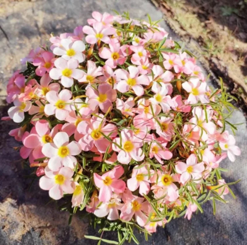 Icing Oxalis Live Plant – Ornamental Flowering White Blooms – 4 Inch Pot - Image 1