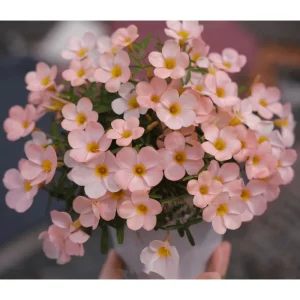 Icing Oxalis Live Starter Plant - 4