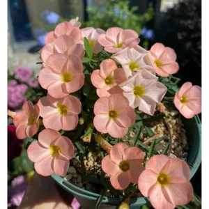 Icing Oxalis Live Starter Plant - 4