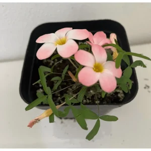 Icing Oxalis Live Starter Plant - 4