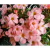 Icing Oxalis Live Starter Plant - 4" Pot - Pink Shamrock Houseplant - Image 1