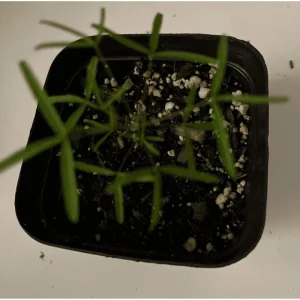 Icing Oxalis Live Starter Plant - 4