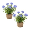 Imperial Blue Plumbago Live Plant - 2 Plants, 4-8 Inches Tall, Perennial Flowers Outdoor - Image 1