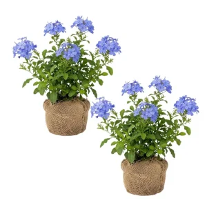 Imperial Blue Plumbago Live Plant - 2 Plants, 4-8 Inches Tall, Perennial Flowers Outdoor - Image 1