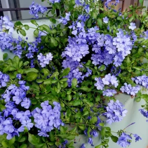 Imperial Blue Plumbago Live Plant - 2 Plants, 4-8 Inches Tall, Perennial Flowers Outdoor - Image 2