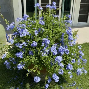 Imperial Blue Plumbago Live Plant - 2 Plants, 4-8 Inches Tall, Perennial Flowers Outdoor - Image 3
