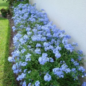 Imperial Blue Plumbago Live Plant - 2 Plants, 4-8 Inches Tall, Perennial Flowers Outdoor - Image 4