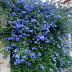 Imperial Blue Plumbago Live Plant - 2 Plants, 4-8 Inches Tall, Perennial Flowers Outdoor - Image 5