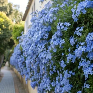 Imperial Blue Plumbago Live Plant - 2 Plants, 4-8 Inches Tall, Perennial Flowers Outdoor - Image 6