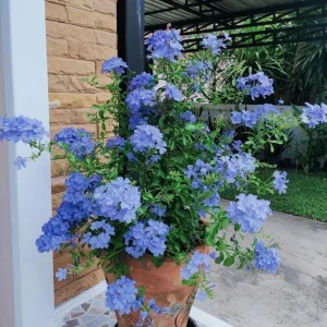 Imperial Blue Plumbago Live Plant - 2 Plants, 4-8 Inches Tall, Perennial Flowers Outdoor - Image 7