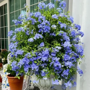 Imperial Blue Plumbago Live Plant - 2 Plants, 4-8 Inches Tall, Perennial Flowers Outdoor - Image 8