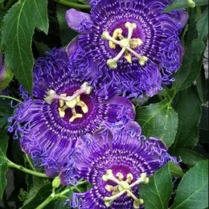 Incarnata Passion Flower Live Plant 4-6 Inch Tall - Purple & White Blooms, Outdoor Vine - Image 2