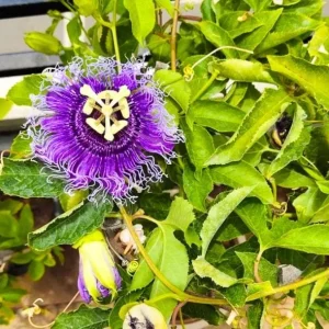 Incarnata Passion Flower Live Plant 4-6 Inch Tall - Purple & White Blooms, Outdoor Vine - Image 3
