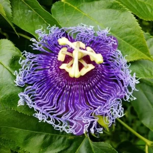 Incarnata Passion Flower Live Plant 4-6 Inch Tall - Purple & White Blooms, Outdoor Vine - Image 4