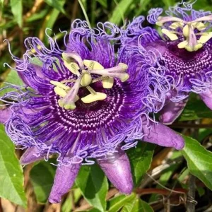 Incarnata Passion Flower Live Plant 4-6 Inch Tall - Purple & White Blooms, Outdoor Vine - Image 5