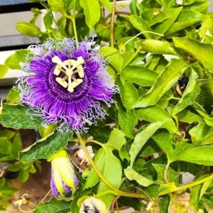 Incarnata Passion Flower Live Plant 4-6 Inch Tall - Purple & White Blooms, Outdoor Vine - Image 6