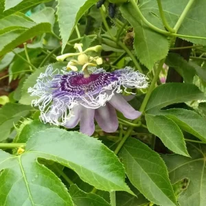Incarnata Passion Flower Live Plant 4-6 Inch Tall - Purple & White Blooms, Outdoor Vine - Image 7